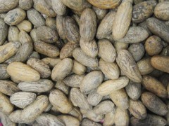 臺州千眼菩提子一手貨源、地攤產品、熱銷產品包郵