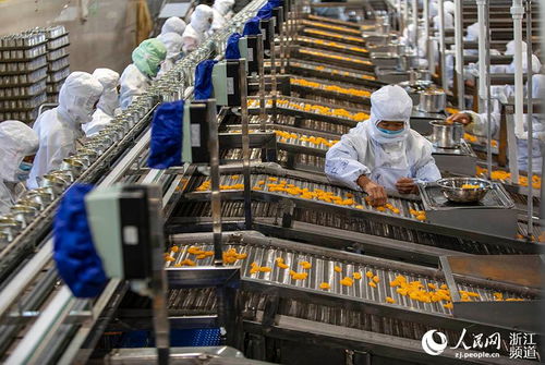 臺州黃巖 枝頭橘子紅 罐頭出口俏